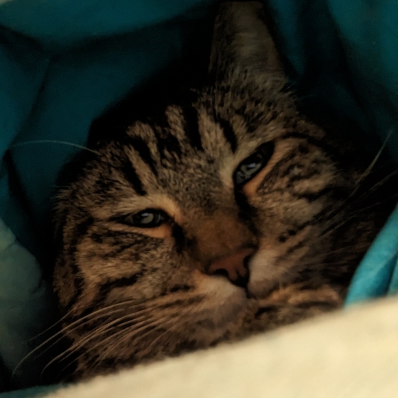 Meet your Posher, AJ - Picture 1 of 1